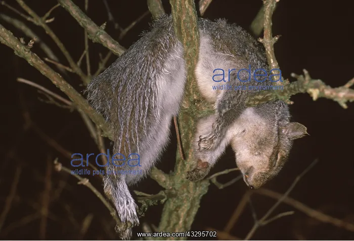 : GREY SQUIRREL - killed as vermin : GREY SQUIRREL - killed as vermin