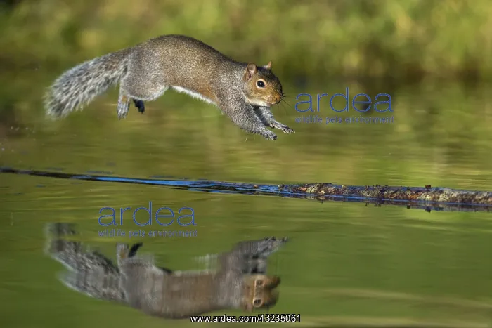 : Grey Squirrel - Leaping - Cornwall - UK : Grey Squirrel - Leaping - Cornwall - UK