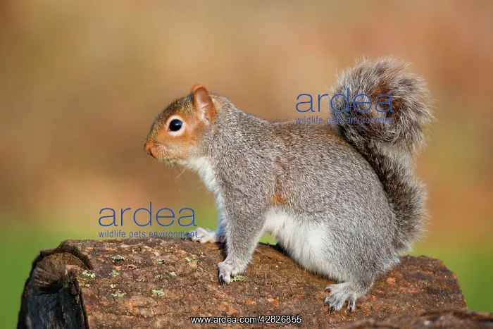 : Grey Squirrel - on log : Grey Squirrel - on log