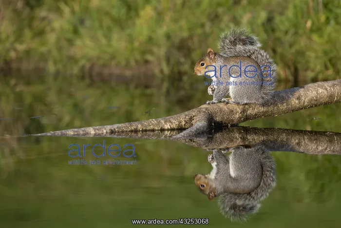 : Grey Squirrel - on Log over Pond - Cornwall - UK : Grey Squirrel - on Log over Pond - Cornwall - UK