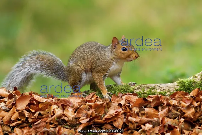  : Grey Squirrel - looking for food amongst autumn