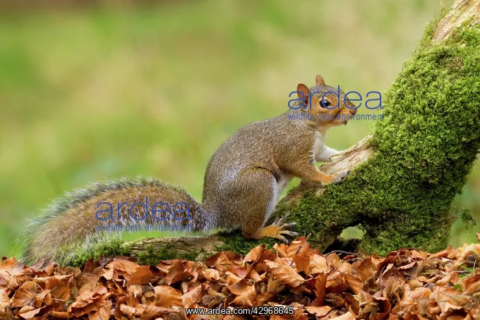 : Grey Squirrel - looking for food amongst autumn : Grey Squirrel - looking for food amongst autumn