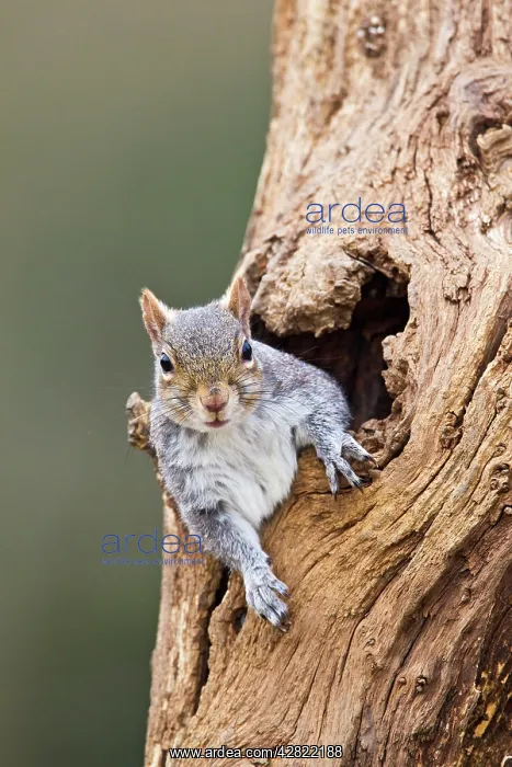 : Grey Squirrel - looking out from hole in tree : Grey Squirrel - looking out from hole in tree