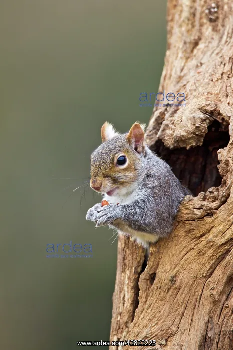 : Grey Squirrel - looking out from hole in tree : Grey Squirrel - looking out from hole in tree
