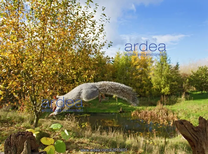 : Grey Squirrel - in mid-air jumping to gate post : Grey Squirrel - in mid-air jumping to gate post