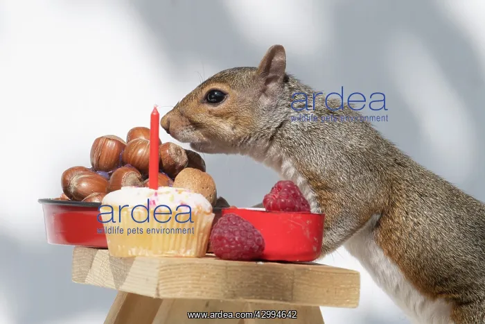 : Grey Squirrel on a miniature picnic bench eating : Grey Squirrel on a miniature picnic bench eating