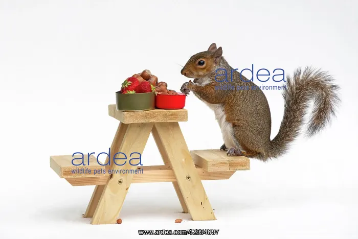 : Grey Squirrel on a miniature picnic bench eating : Grey Squirrel on a miniature picnic bench eating