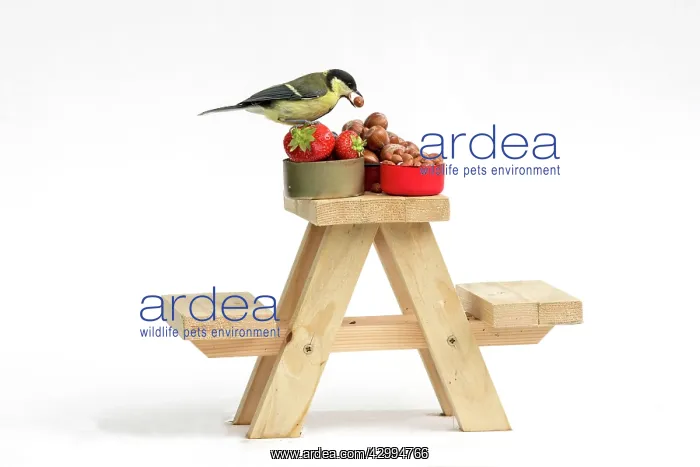 : Grey Squirrel on a miniature picnic bench eating : Grey Squirrel on a miniature picnic bench eating