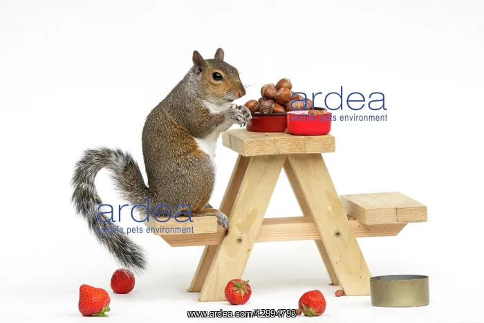 : Grey Squirrel on a miniature picnic bench eating : Grey Squirrel on a miniature picnic bench eating