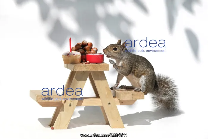 : Grey Squirrel on a miniature picnic bench eating : Grey Squirrel on a miniature picnic bench eating