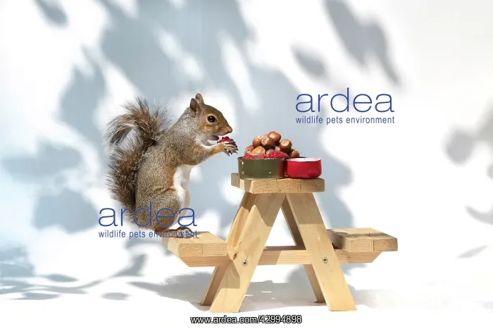 : Grey Squirrel on a miniature picnic bench eating : Grey Squirrel on a miniature picnic bench eating