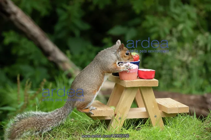 : Grey Squirrel on a miniature picnic bench eating : Grey Squirrel on a miniature picnic bench eating