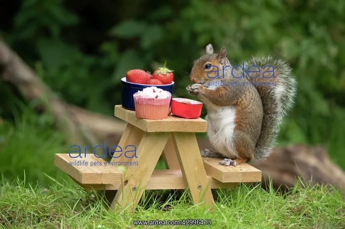 : Grey Squirrel on a miniature picnic bench eating : Grey Squirrel on a miniature picnic bench eating