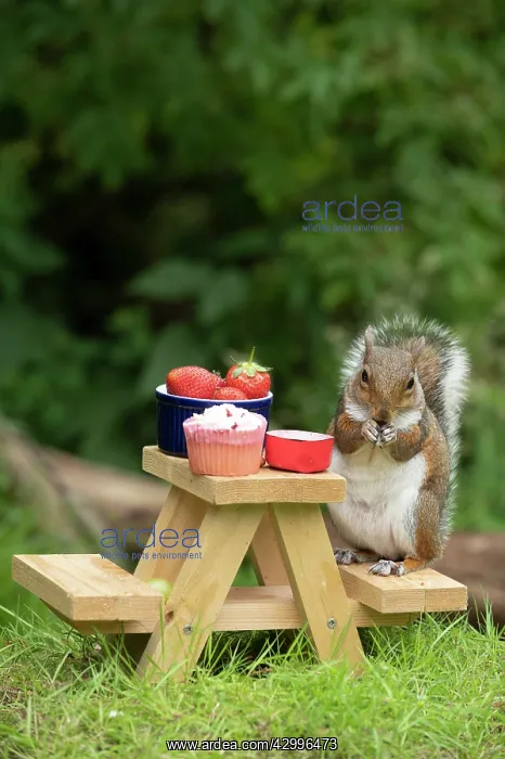 : Grey Squirrel on a miniature picnic bench eating : Grey Squirrel on a miniature picnic bench eating