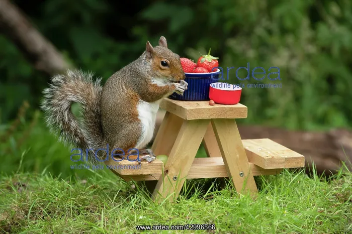 : Grey Squirrel on a miniature picnic bench eating : Grey Squirrel on a miniature picnic bench eating