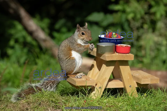 : Grey Squirrel on a miniature picnic bench eating : Grey Squirrel on a miniature picnic bench eating
