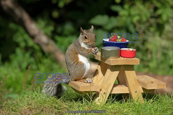 : Grey Squirrel on a miniature picnic bench eating : Grey Squirrel on a miniature picnic bench eating