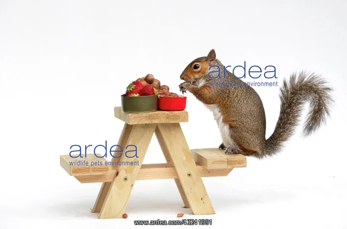 : Grey Squirrel on a miniature picnic bench eating : Grey Squirrel on a miniature picnic bench eating