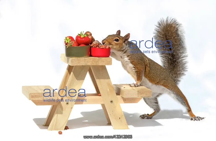  : Grey Squirrel on a miniature picnic bench eating