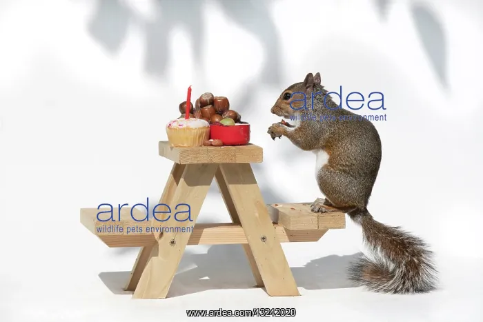  : Grey Squirrel on a miniature picnic bench eating
