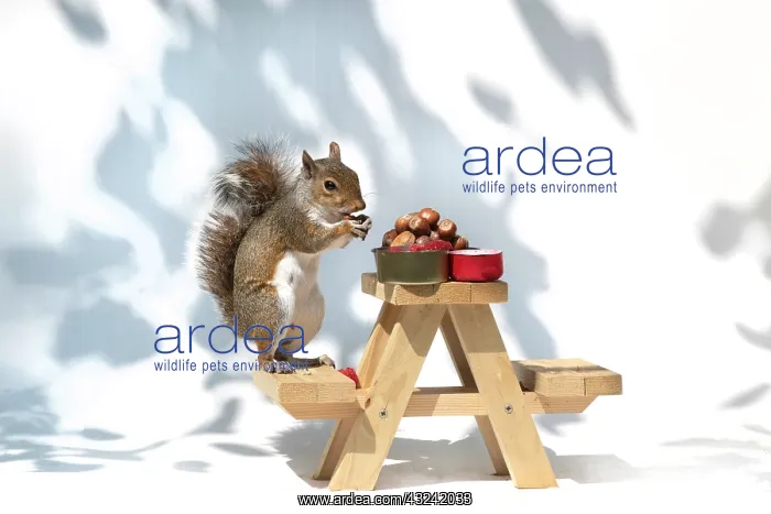  : Grey Squirrel on a miniature picnic bench eating