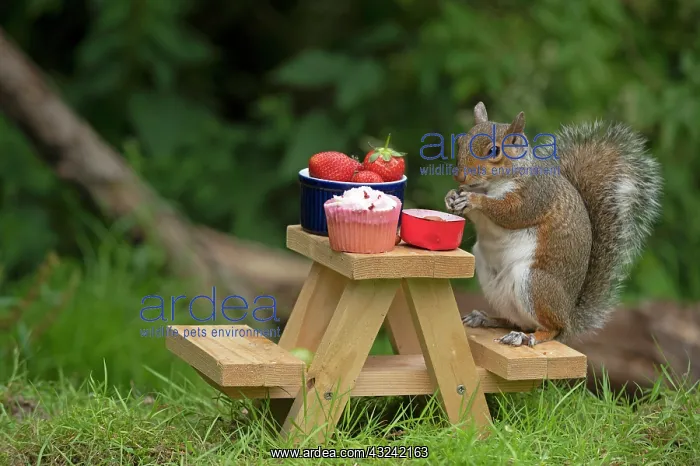  : Grey Squirrel on a miniature picnic bench eating