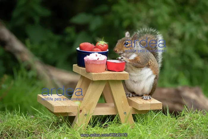 : Grey Squirrel on a miniature picnic bench eating : Grey Squirrel on a miniature picnic bench eating