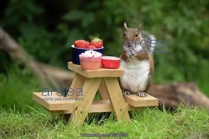 : Grey Squirrel on a miniature picnic bench eating : Grey Squirrel on a miniature picnic bench eating