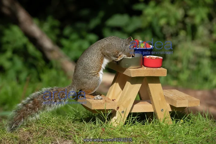 : Grey Squirrel on a miniature picnic bench eating : Grey Squirrel on a miniature picnic bench eating