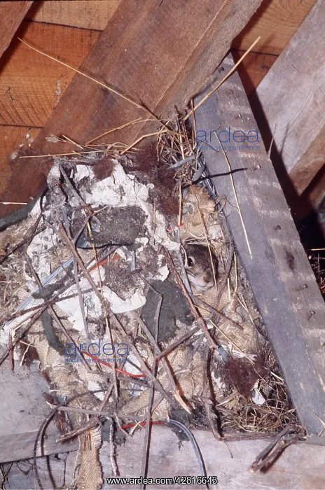 : GREY SQUIRREL - in nest In Roofspace : GREY SQUIRREL - in nest In Roofspace
