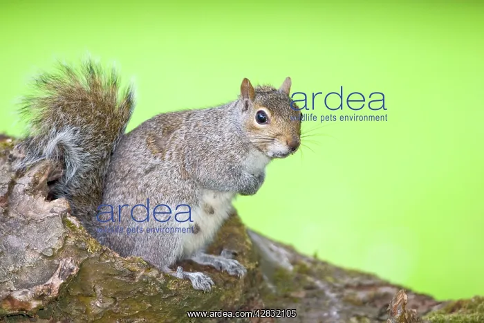 : Grey Squirrel - Nursing female sitting on Log : Grey Squirrel - Nursing female sitting on Log