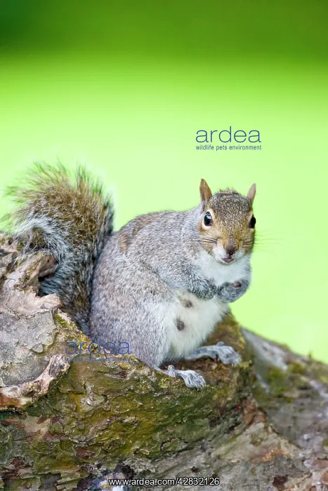 : Grey Squirrel - Nursing female sitting on Log