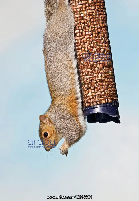 : Grey squirrel - on peanut feeder : Grey squirrel - on peanut feeder