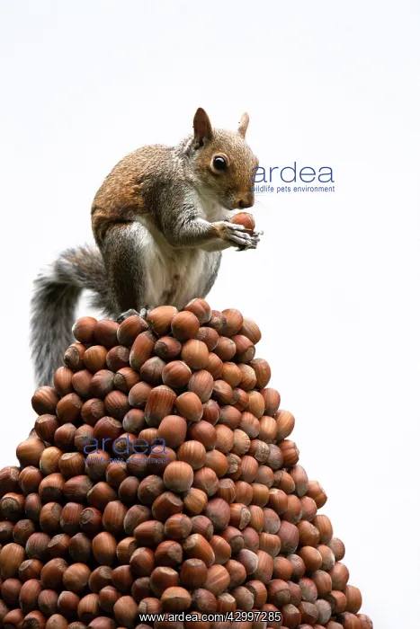 : Grey Squirrel on a pile of hazelnuts, white background : Grey Squirrel on a pile of hazelnuts, white background
