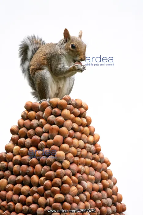 : Grey Squirrel on a pile of hazelnuts, white background : Grey Squirrel on a pile of hazelnuts, white background