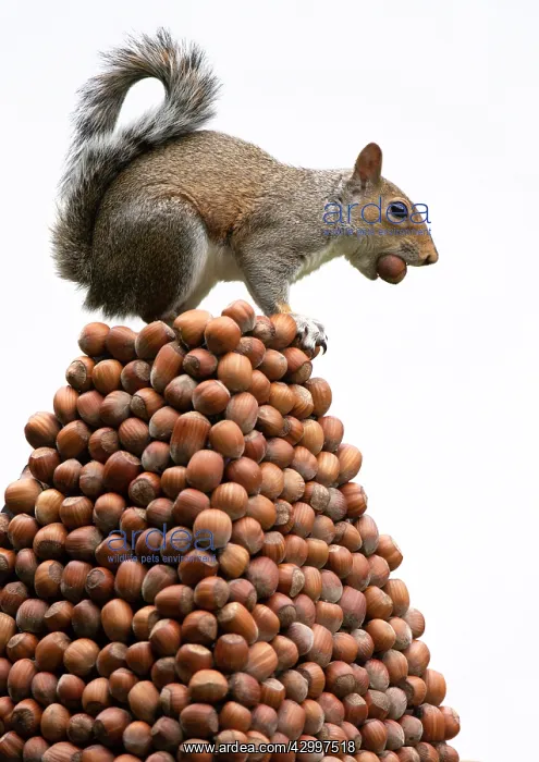 : Grey Squirrel on a pile of hazelnuts, white background : Grey Squirrel on a pile of hazelnuts, white background
