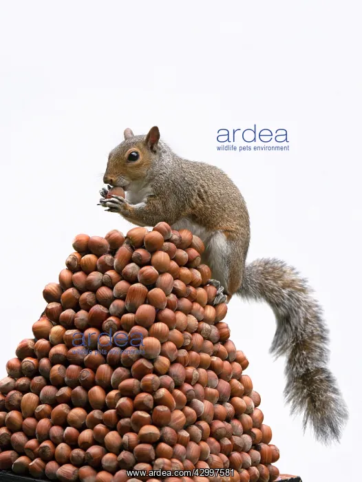 : Grey Squirrel on a pile of hazelnuts, white background : Grey Squirrel on a pile of hazelnuts, white background