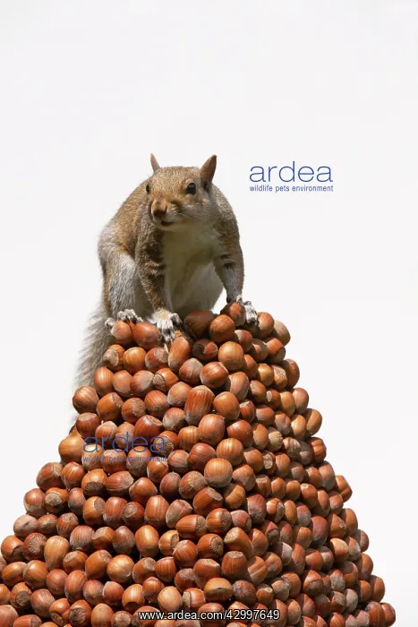 : Grey Squirrel on a pile of hazelnuts, white background : Grey Squirrel on a pile of hazelnuts, white background