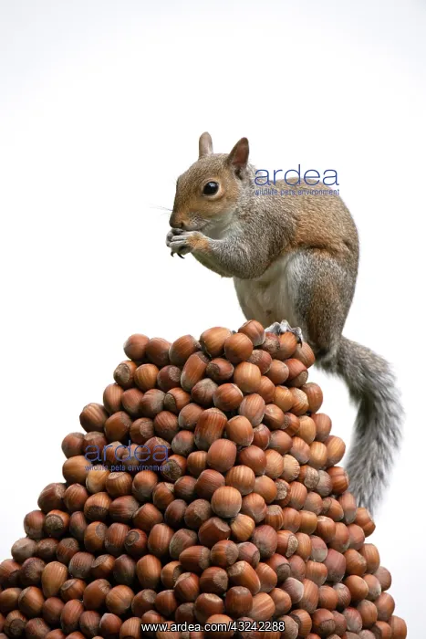 : Grey Squirrel on a pile of hazelnuts, white background : Grey Squirrel on a pile of hazelnuts, white background