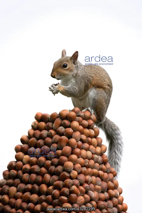 : Grey Squirrel on a pile of hazelnuts, white background : Grey Squirrel on a pile of hazelnuts, white background