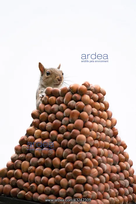 : Grey Squirrel on a pile of hazelnuts, white background : Grey Squirrel on a pile of hazelnuts, white background