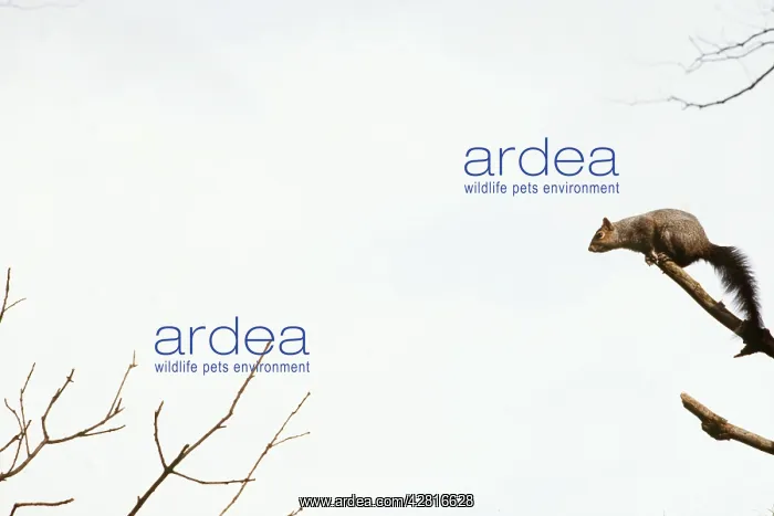 : GREY SQUIRREL - Poised for take off : GREY SQUIRREL - Poised for take off