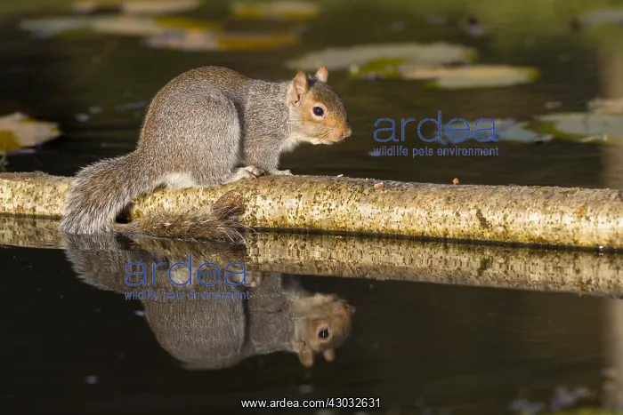 : Grey Squirrel - Pond - With Reflection - Cornwall - UK : Grey Squirrel - Pond - With Reflection - Cornwall - UK