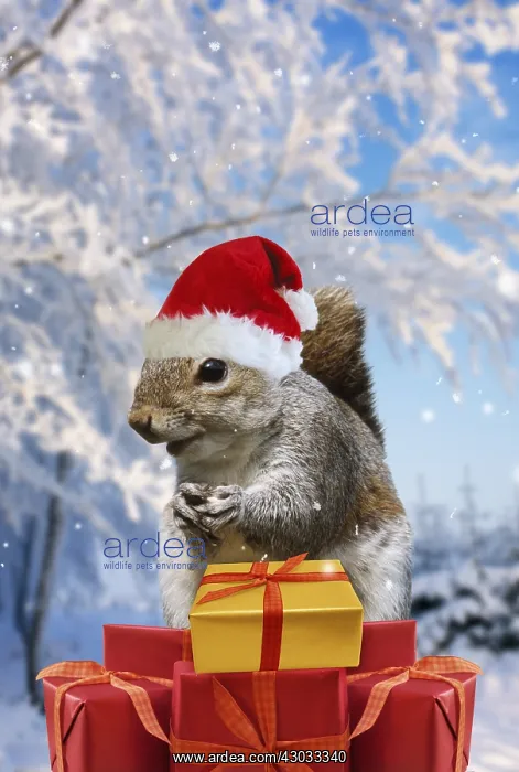 : Grey Squirrel - on pyramid of Christmas presents : Grey Squirrel - on pyramid of Christmas presents