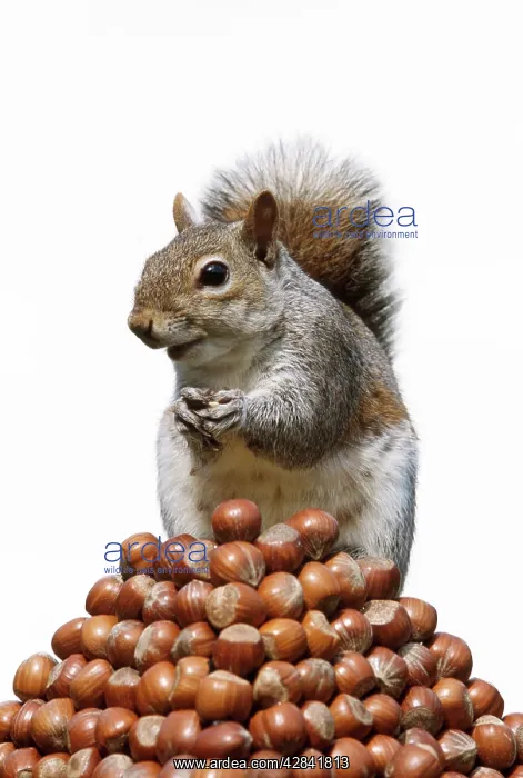 : Grey SQUIRREL - On pyramid of Hazelnuts : Grey SQUIRREL - On pyramid of Hazelnuts