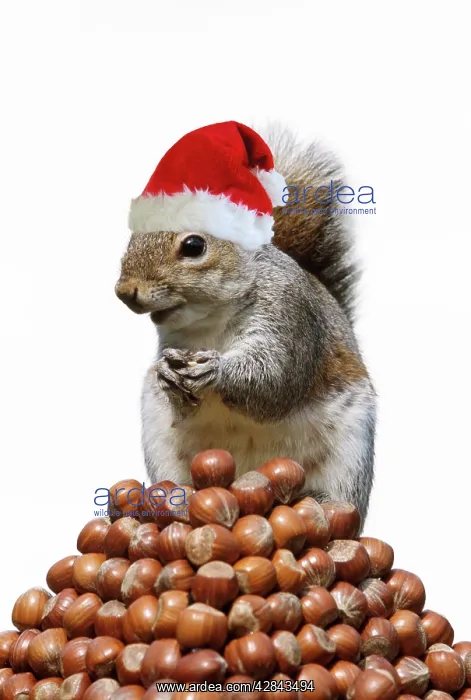 : Grey Squirrel - on pyramid of Hazelnuts wearing : Grey Squirrel - on pyramid of Hazelnuts wearing