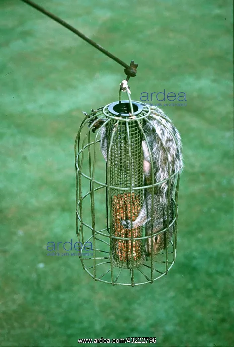 : GREY SQUIRREL - Raiding nuts from a squirrel-proof feeder : GREY SQUIRREL - Raiding nuts from a squirrel-proof feeder