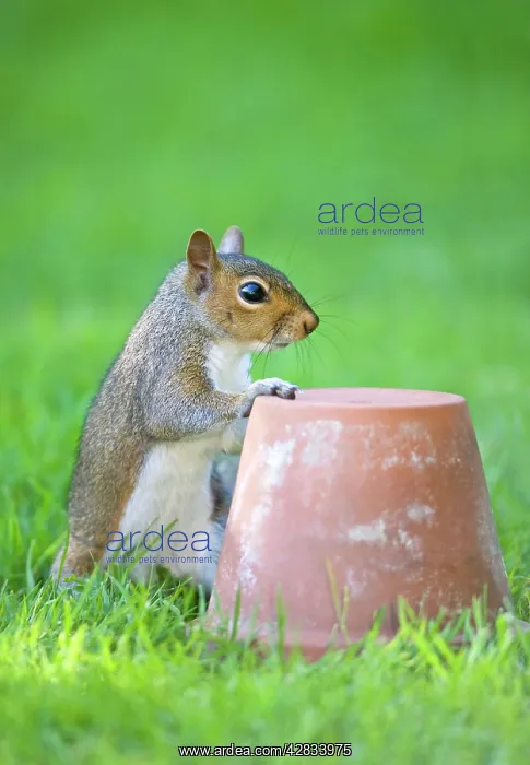 : Grey Squirrel - Resting paw on flowerpot : Grey Squirrel - Resting paw on flowerpot