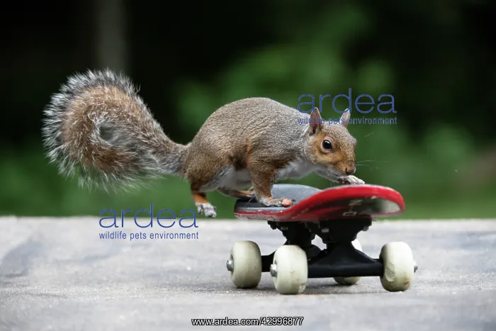 : Grey squirrel riding on a skateboard, natural : Grey squirrel riding on a skateboard, natural