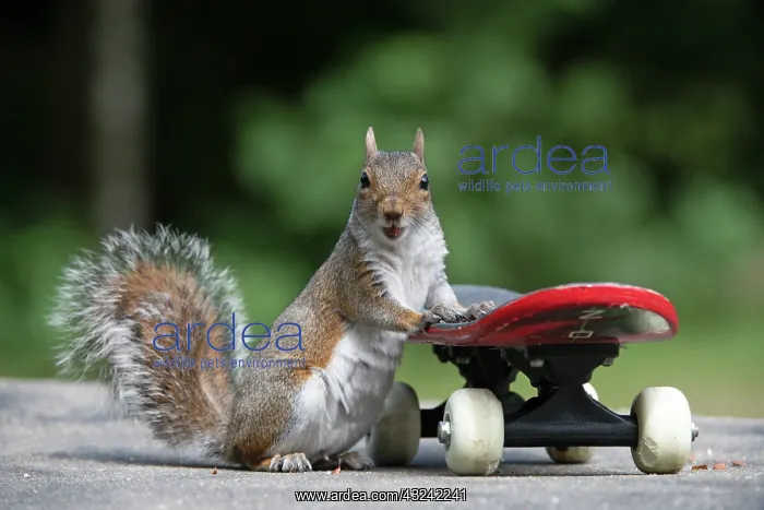 : Grey squirrel riding on a skateboard, natural : Grey squirrel riding on a skateboard, natural